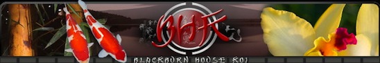 http://www.blackburnhouse-japanese-koi.co.uk