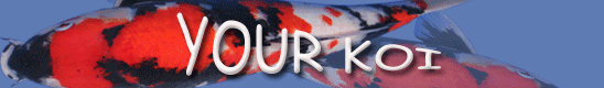 http://www.yourkoi.co.uk